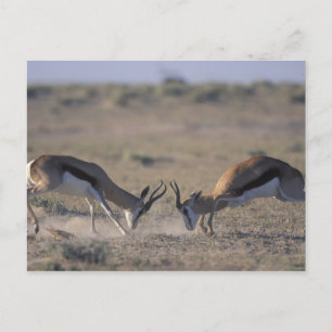 Namibia, Etosha-Nationalpark, Zwei männliche Postkarte