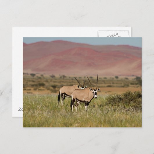 Namibia - Oryx-Antilopen auf der Postkarte von Sos (Vorne/Hinten)