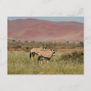 Namibia - Oryx-Antilopen auf der Postkarte von Sos