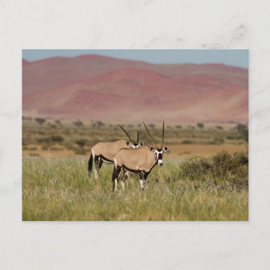 Namibia - Oryx-Antilopen auf der Postkarte von Sos (Vorderseite)