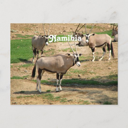 Namibia Postkarte (Vorderseite)