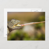 Namibia - Wüste Chameleon - Postkarte (Vorne/Hinten)