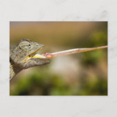 Namibia - Wüste Chameleon - Postkarte (Vorderseite)