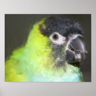 Nanday Conure Parrot Foto Malerei Poster