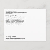 Nandina und Agapanthus Ankündigungspostkarte (Rückseite)