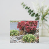 Nandina und Agapanthus Ankündigungspostkarte (Stehend Vorderseite)