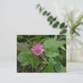 Nangoon Blossom, Insel Unalaska Postkarte (Stehend Vorderseite)