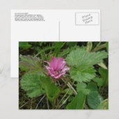 Nangoon Blossom, Insel Unalaska Postkarte (Vorne/Hinten)