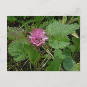 Nangoon Blossom, Insel Unalaska Postkarte