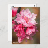 Nanking Peach [Postcard] Postkarte (Vorne/Hinten)