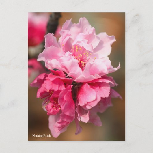 Nanking Peach [Postcard] Postkarte (Vorderseite)