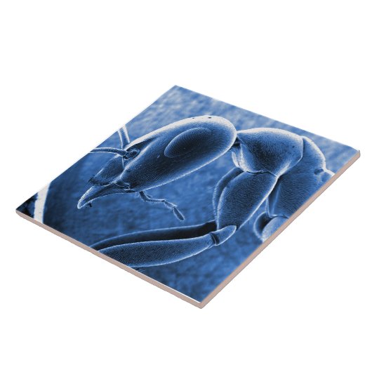 Nano-Ameisen-Rasterelektronenmikroskop-Mikrograph Fliese (Seite)