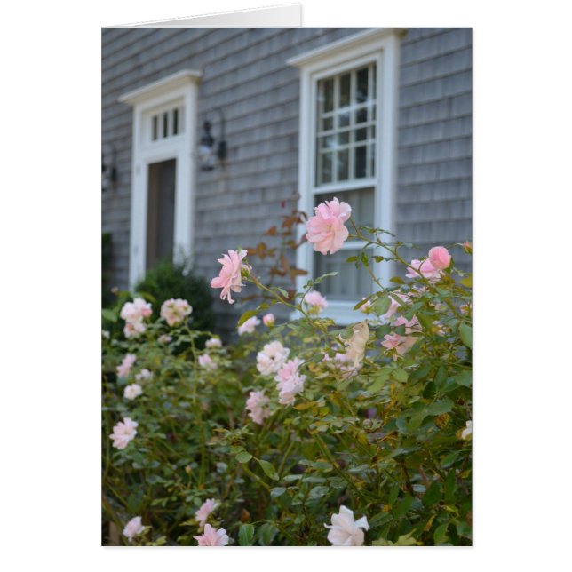 Nantucket-Rose (Vorne)