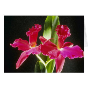 Naokazu "Feuer-Ball" (Potinara) Blumen