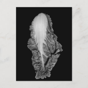 Napa Cabbage Portrait Fotografie Postkarte