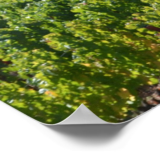 Napa Sonoma Valley Weinland Poster (Ecke)