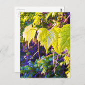 Napa-Tal Postkarte (Vorne/Hinten)