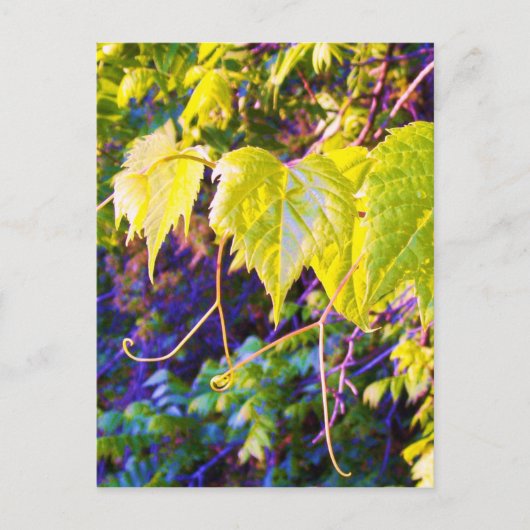 Napa-Tal Postkarte (Vorderseite)