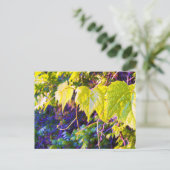 Napa-Tal Postkarte (Stehend Vorderseite)