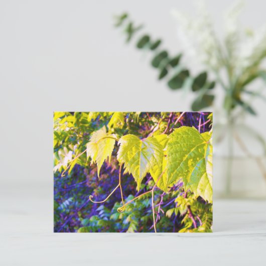 Napa-Tal Postkarte (Stehend Vorderseite)