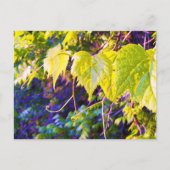 Napa-Tal Postkarte (Vorderseite)