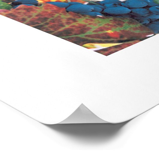 Napa-Tal Weinberg Poster (Ecke)