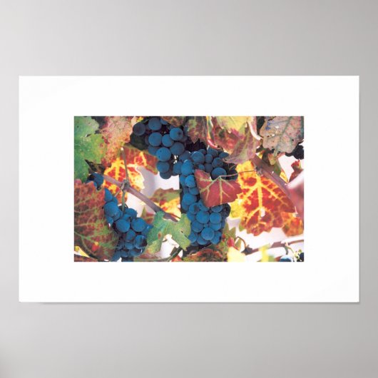 Napa-Tal Weinberg Poster (Vorne)