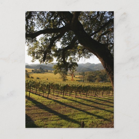 NAPA VALLEY POSTKARTE (Vorderseite)