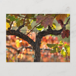 Napa Valley Vineyard California Postkarte