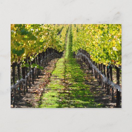 Napa Valley Vineyard California Postkarte (Vorderseite)