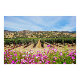 Napa Valley Vineyard mit Cosmos Poster
