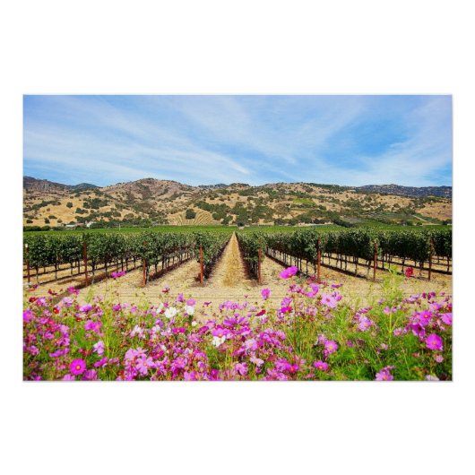 Napa Valley Vineyard mit Cosmos Poster (Vorderseite)