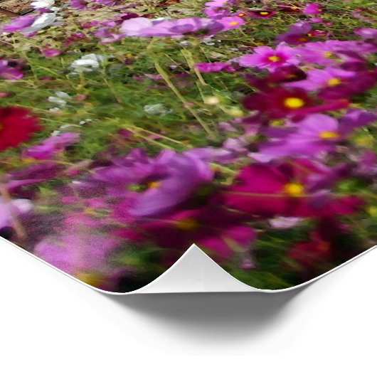 Napa Valley Vineyard mit Cosmos Poster (Ecke)