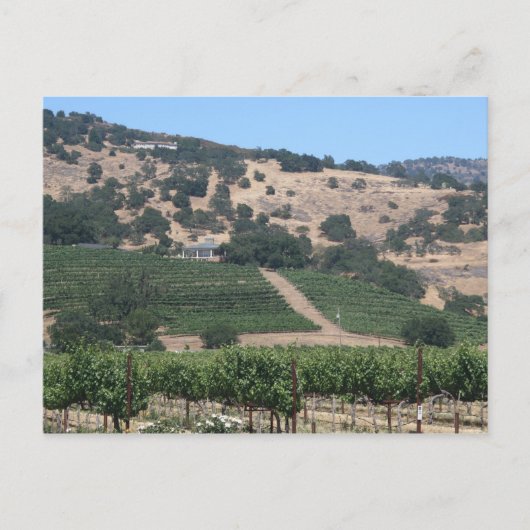 Napa Valley Vineyard Scape Postkarte (Vorderseite)