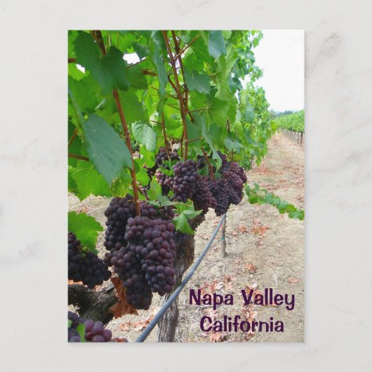 Napa Valley Vineyards Postcard! Postkarte (Vorderseite)