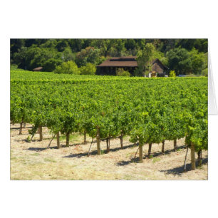 Napa- Valleyweinkellerei-Weinberg