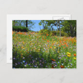 Napa Wildblumenkarte Postkarte (Vorne/Hinten)