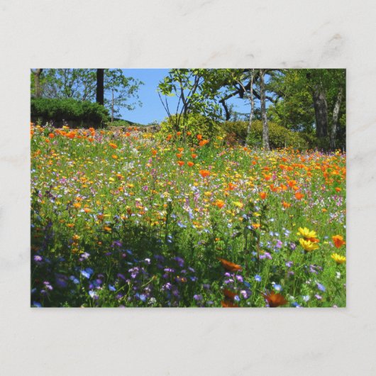 Napa Wildblumenkarte Postkarte (Vorderseite)