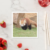 Napkins Foto roter Panda, Tiere 0461. Serviette (Beispiel)