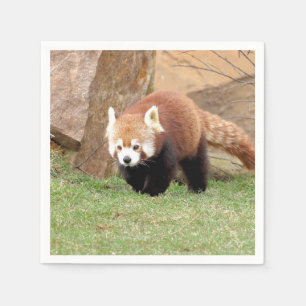 Napkins Foto roter Panda, Tiere 0461. Serviette