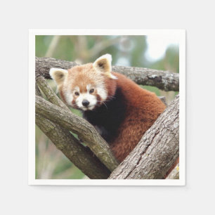 Napkins Foto roter Panda, Tiere 0464. Serviette