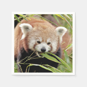Napkins Foto roter Panda, Tiere 0468. Serviette