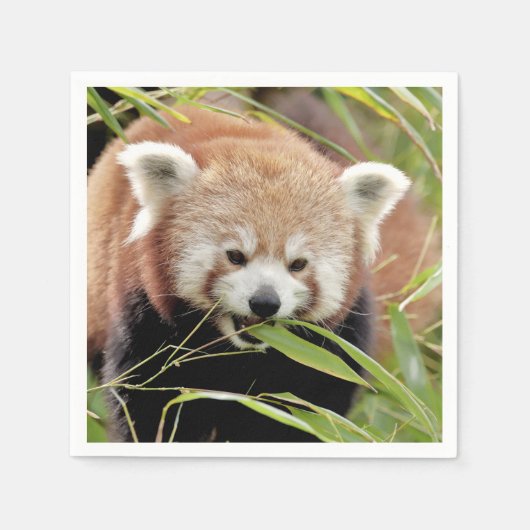 Napkins Foto roter Panda, Tiere 0468. Serviette (Vorderseite)