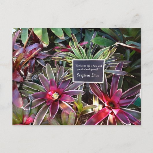 Naples Florida Botanischer Garten Stephen Dias Zit Postkarte (Vorderseite)