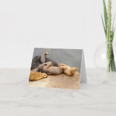 Napping Baby Sea Lions (Vorderseite)