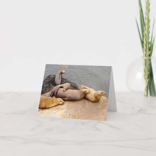 Napping Baby Sea Lions (Vorderseite)