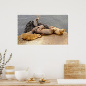 Napping Baby Sea Lions Poster (Küche)