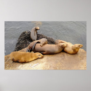 Napping Baby Sea Lions Poster