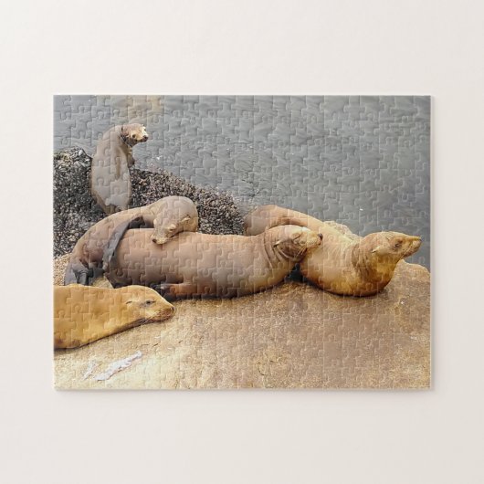 Napping Baby Sea Lions Puzzle (Horizontal)