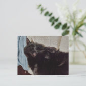 Napping Black Cat Postkarte (Stehend Vorderseite)